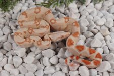 20HJCS-F6-Albino.jpg