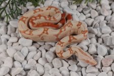 20HJCS-F3-AlbinoJungle.jpg