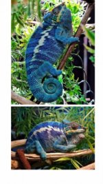 Krystal Blue P.jpg