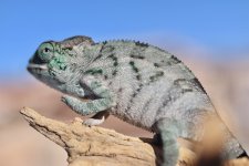 Ambanja Baby 1.jpg