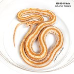 18C03-11M_sm.jpg