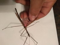 bug1.jpg
