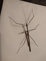 bug2.jpg