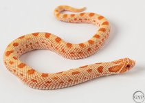 200116AlbinoCondaM2.jpg