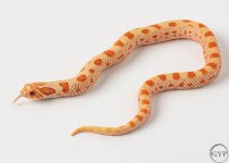 200116AlbinoCondaM3.jpg