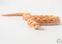 200116AlbinoCondaM4.jpg