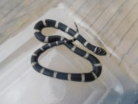 TAR OBX M7.jpg