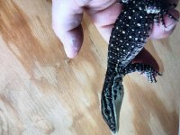 June 2020  babies 6.jpg