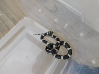 TAR OBX F1.jpg