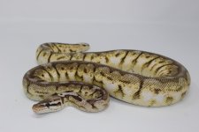 Pewter Bee Female.jpg