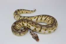 Pewter Bee Female 01.jpg