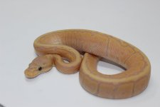 Banana Pinstripe Male Baby 01.jpg