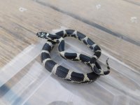 TAR OBX F2.jpg