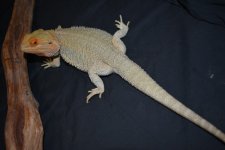 Resized_DSC_0322.jpg