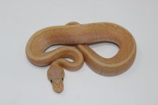 Banana Pinstripe Male Baby 02.jpg