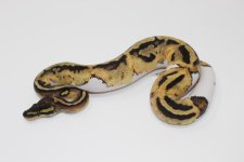 Pastel Pied Female.jpg