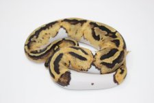 Pastel Pied Female 01.jpg