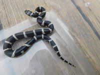 TAR OBX F3.jpg