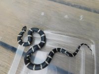 TAR OBX F5.jpg