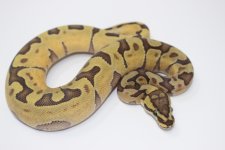 Hypo Enchi Ball Python 1.jpg