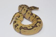 Hypo Enchi Ball Python 2.jpg