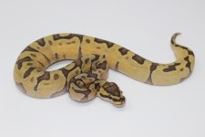Hypo ENchi Ball Python.jpg