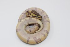 Hypo Enchi Ball Pyhton Belly.jpg
