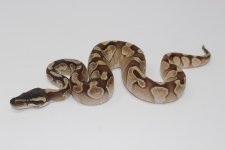 Enchi Lesser Ball Python.jpg