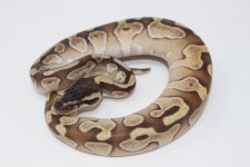 Enchi Lesser Ball Python 2.jpg