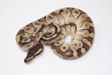 Lesser Enchi Ball Python 2.jpg