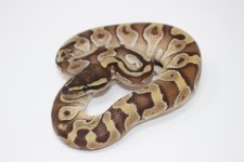 Lesser Enchi Ball Python.jpg