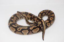 Adult Yellowbelly Ball Python 1.jpg