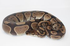 Adult Normal Ball Python.jpg