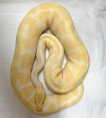 Albino19.jpg