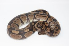 Adult Normal Ball Python 2.jpg