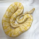 Coral Glow 1.jpg
