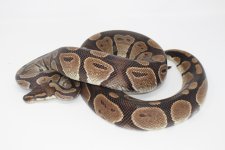 Adult Normal Ball Python 3.jpg