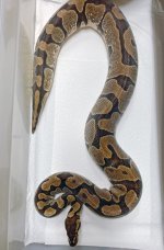 Enchi19.jpg