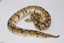 Adult Female BumbleBee Ball Python.jpg