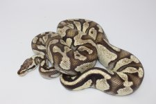 Adult Female FireFly Ball Python.jpg