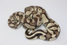 Adult Female FireFly Ball Python 2.jpg