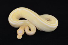 Albino Champagne Female.jpg