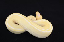 Albino Champagne Female 01.jpg