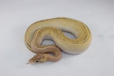 Puma Ball Python.jpg