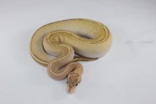 Puma Ball Python 01.jpg