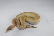 Puma Ball Python 02.jpg