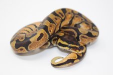 Enchi Ball Python Baby 1.jpg