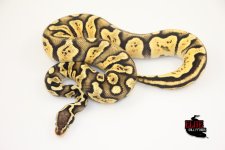 19PastelOrangeDreamGhiMale-550g.jpg