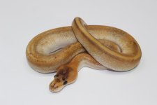 Black Pastel Champagne BP.jpg