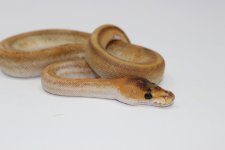 Black Pastel Champagne BP 01.jpg